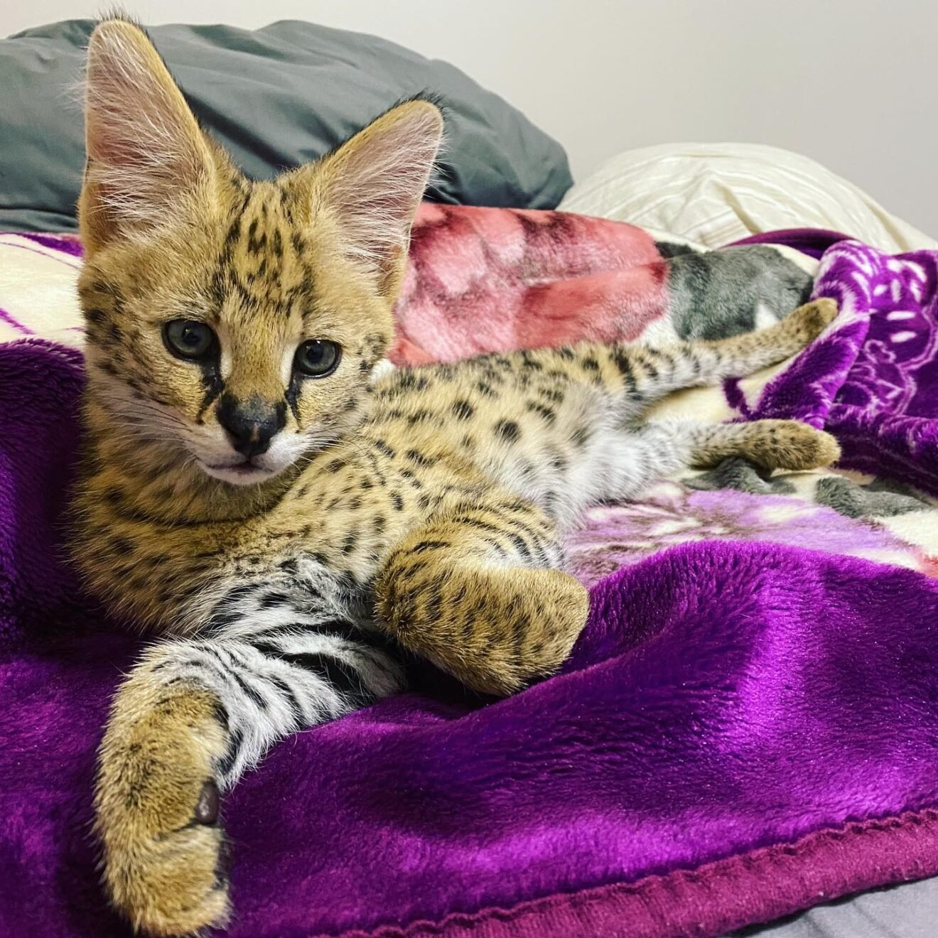 Shop EXOTIC CATS FOR SALE
