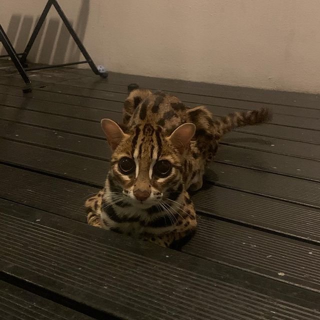 Ocelots shop for sale