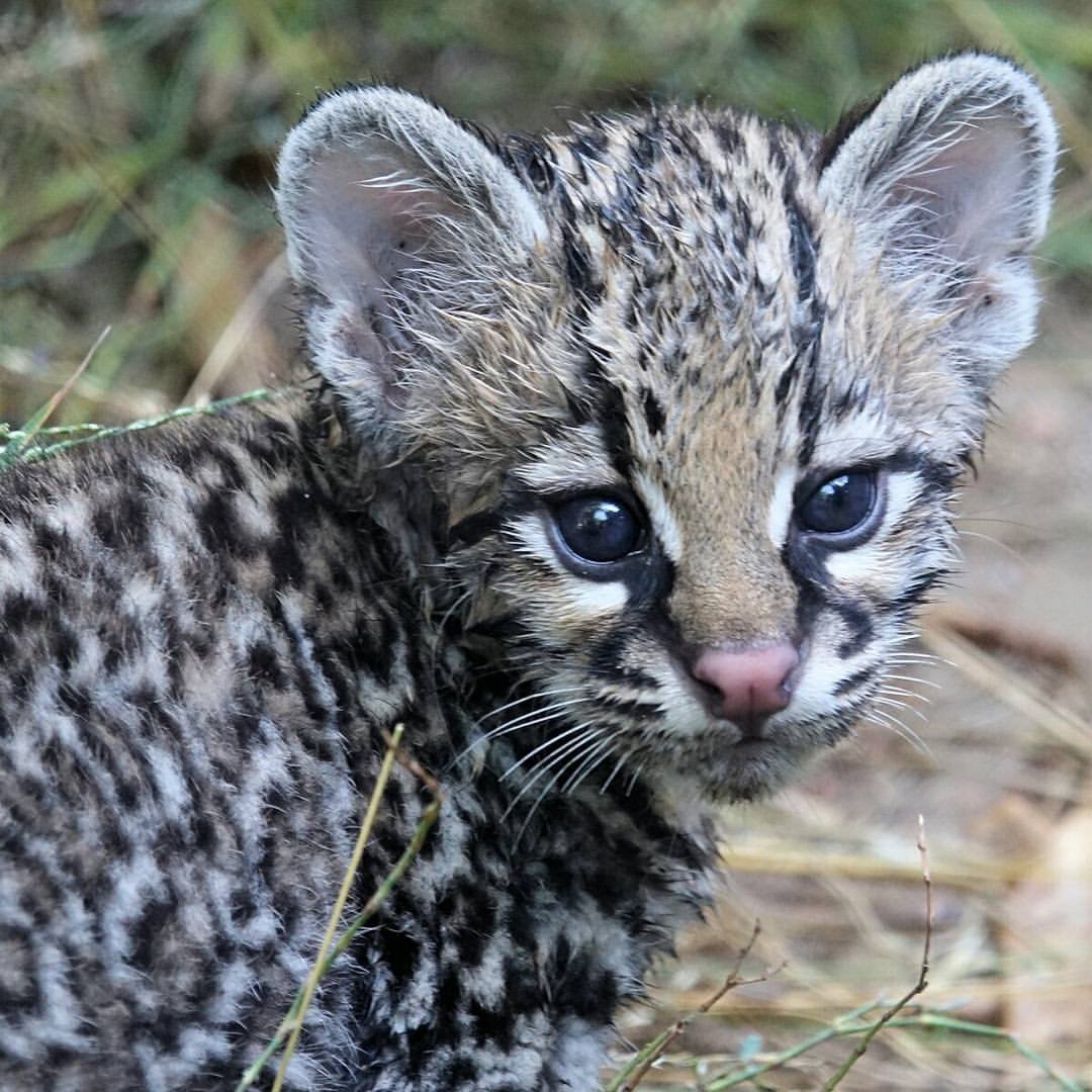 Sondhi - Ocelot kitten - EXOTIC CATS FOR SALE