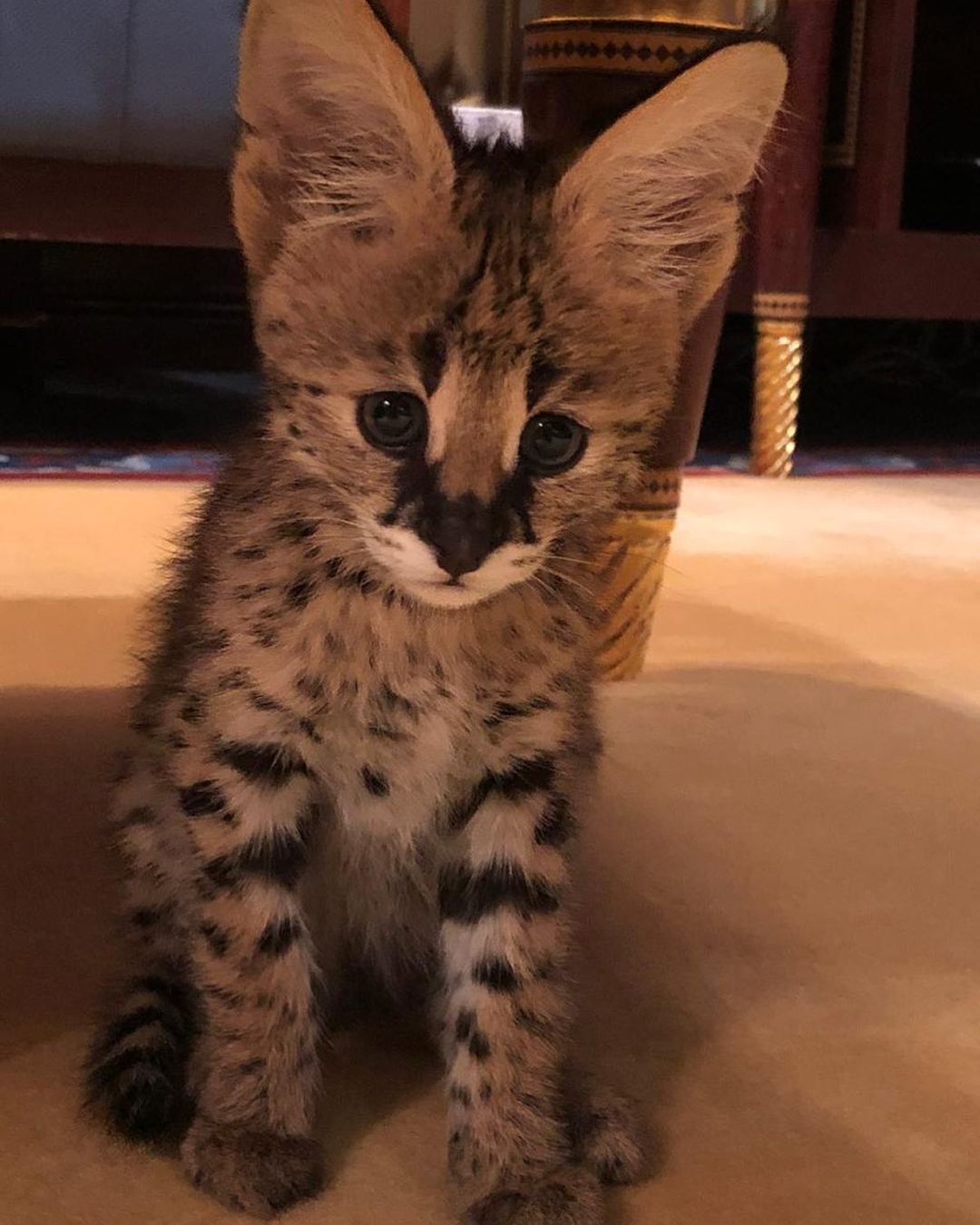 Female Serval kitten for sale