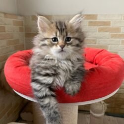 Female Siberian kitten