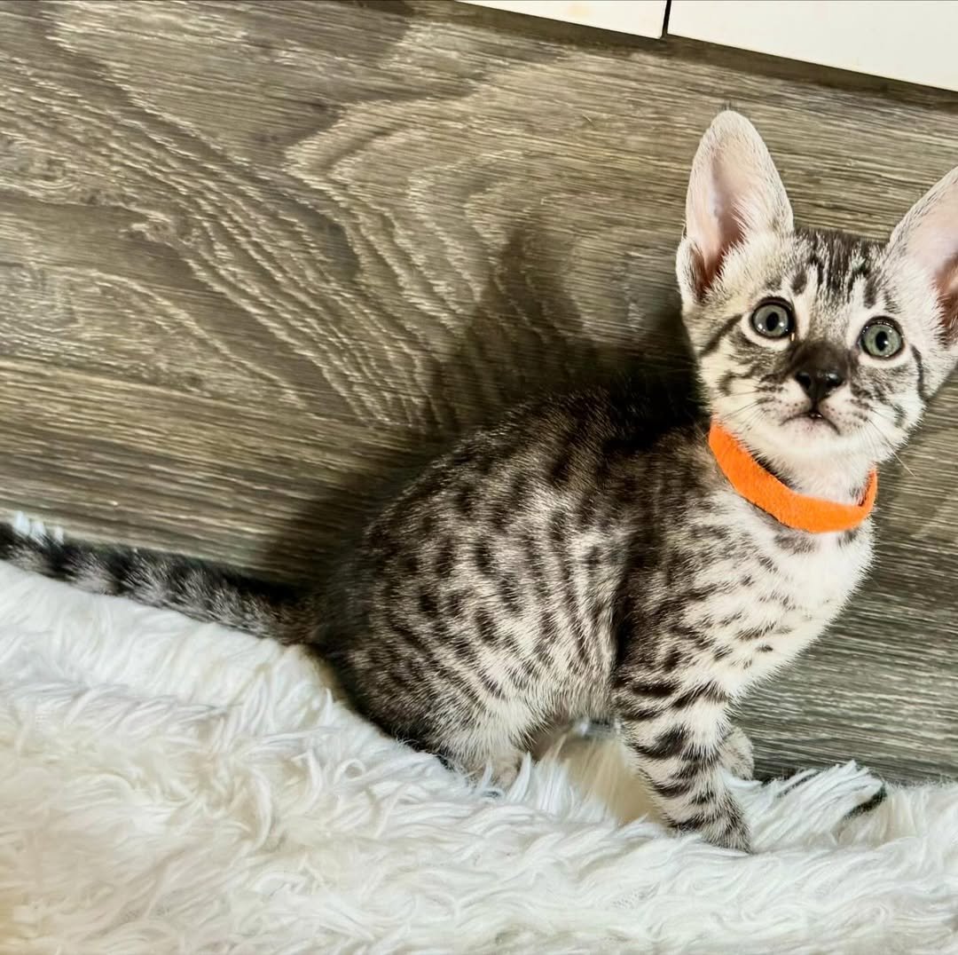 Female F1 Savannah kitten