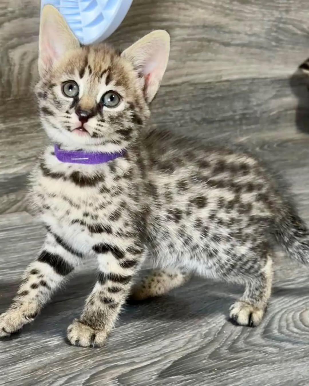 Male F1 Savannah Kitten