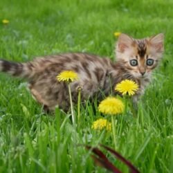 Available Male Bengal kitten