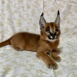 Female Caracal kitten for sale