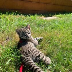 Male Bobcat kitten for sale