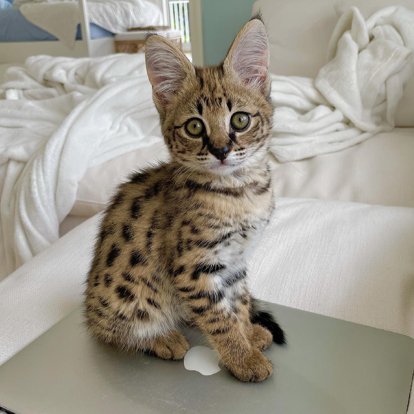 F1 Savannah (Female)