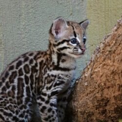 Male Ocelot kitten