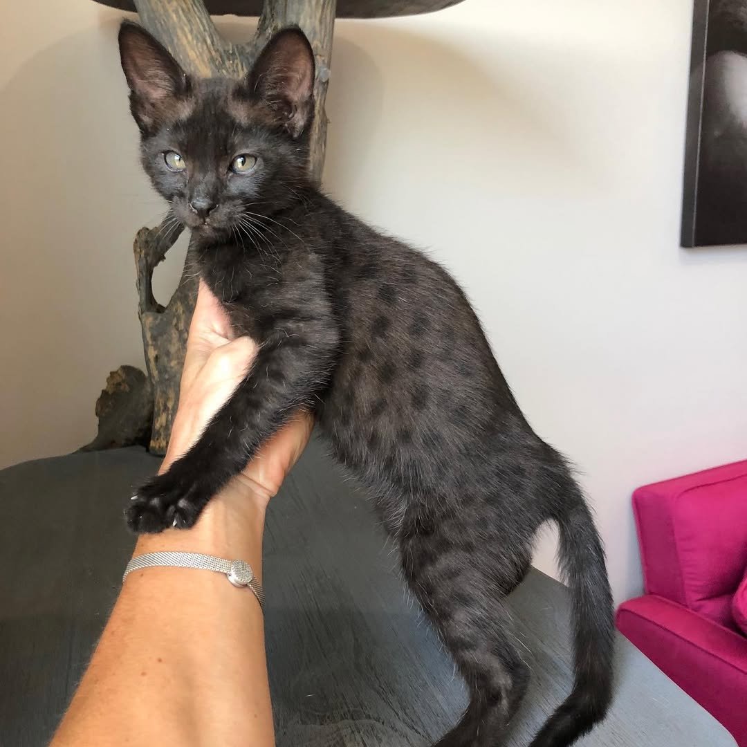 F2 Savannah kitten (Female)