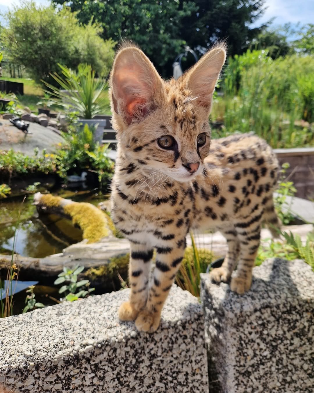 Male F1 Savannah kitten