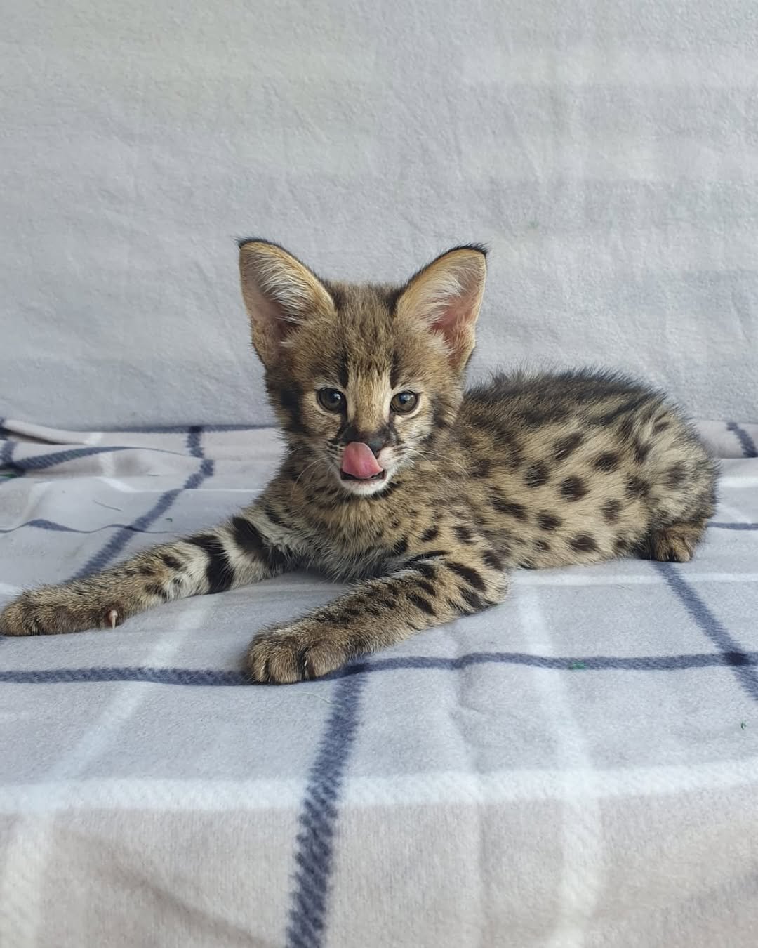 Sounds - Male F1 Savannah kitten