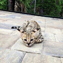 May - Female F1 Savannah kitten