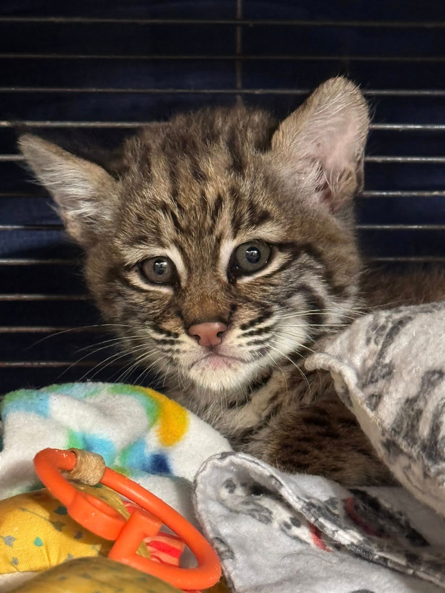 Flex - Male bobcat kitten