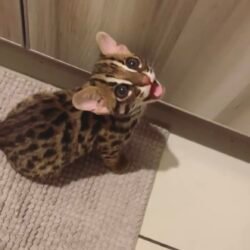 Bella - Female Ocelot kitten