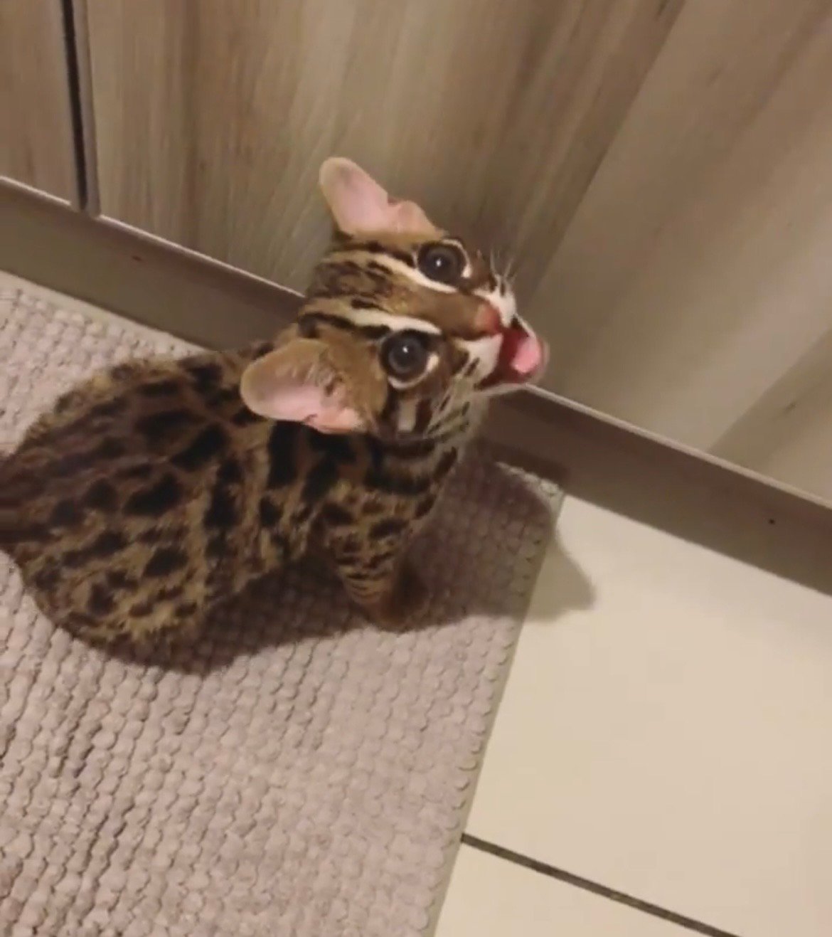 Bella - Female Ocelot kitten