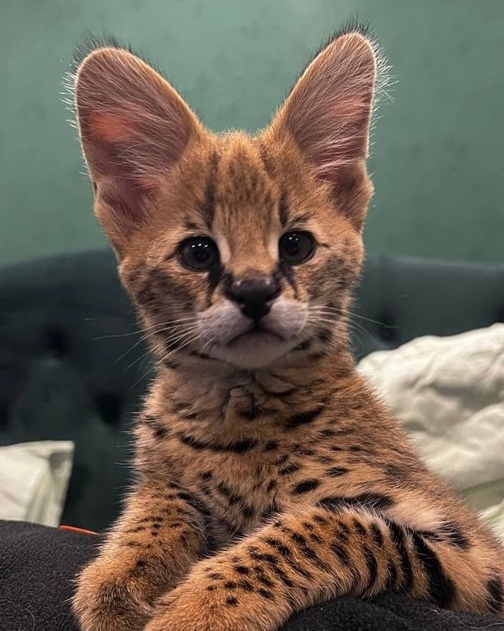 Teddy - Male Serval Kitten