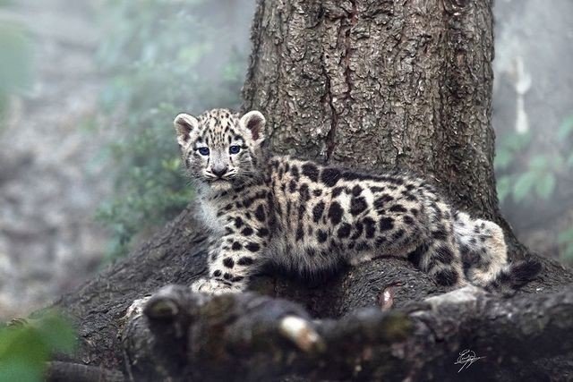 Linz - Female Snow Leopard
