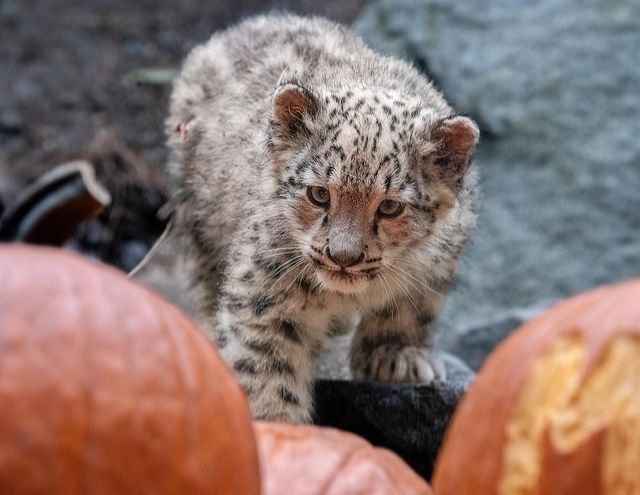 Stranger - Male Snow Leopard cub