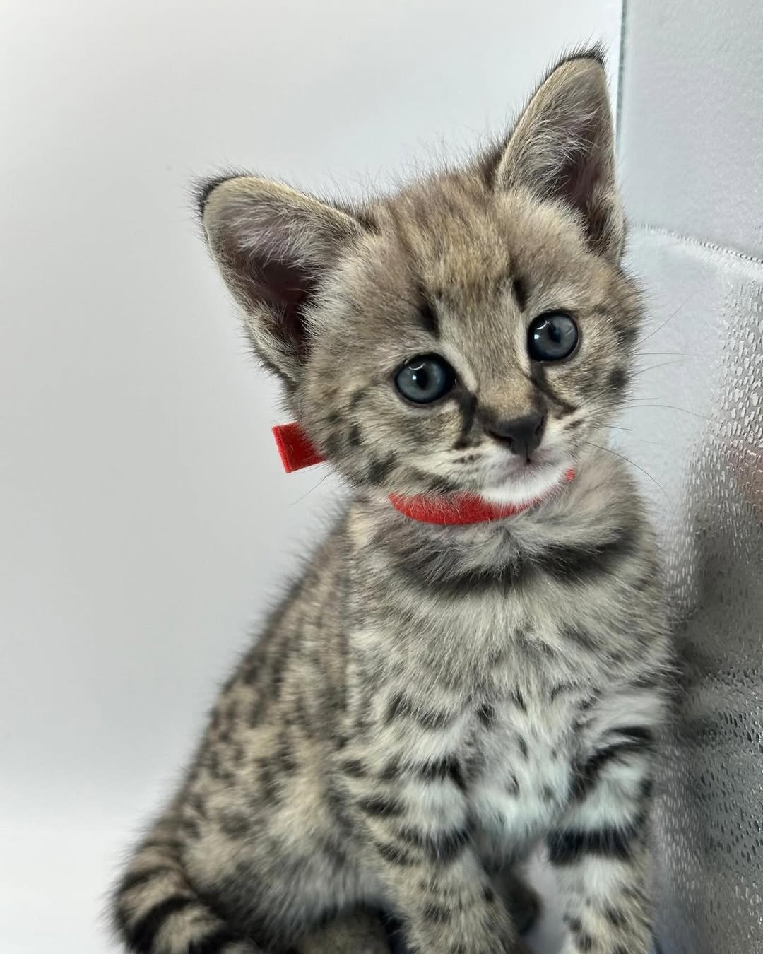 Happy - Male F1 Savannah