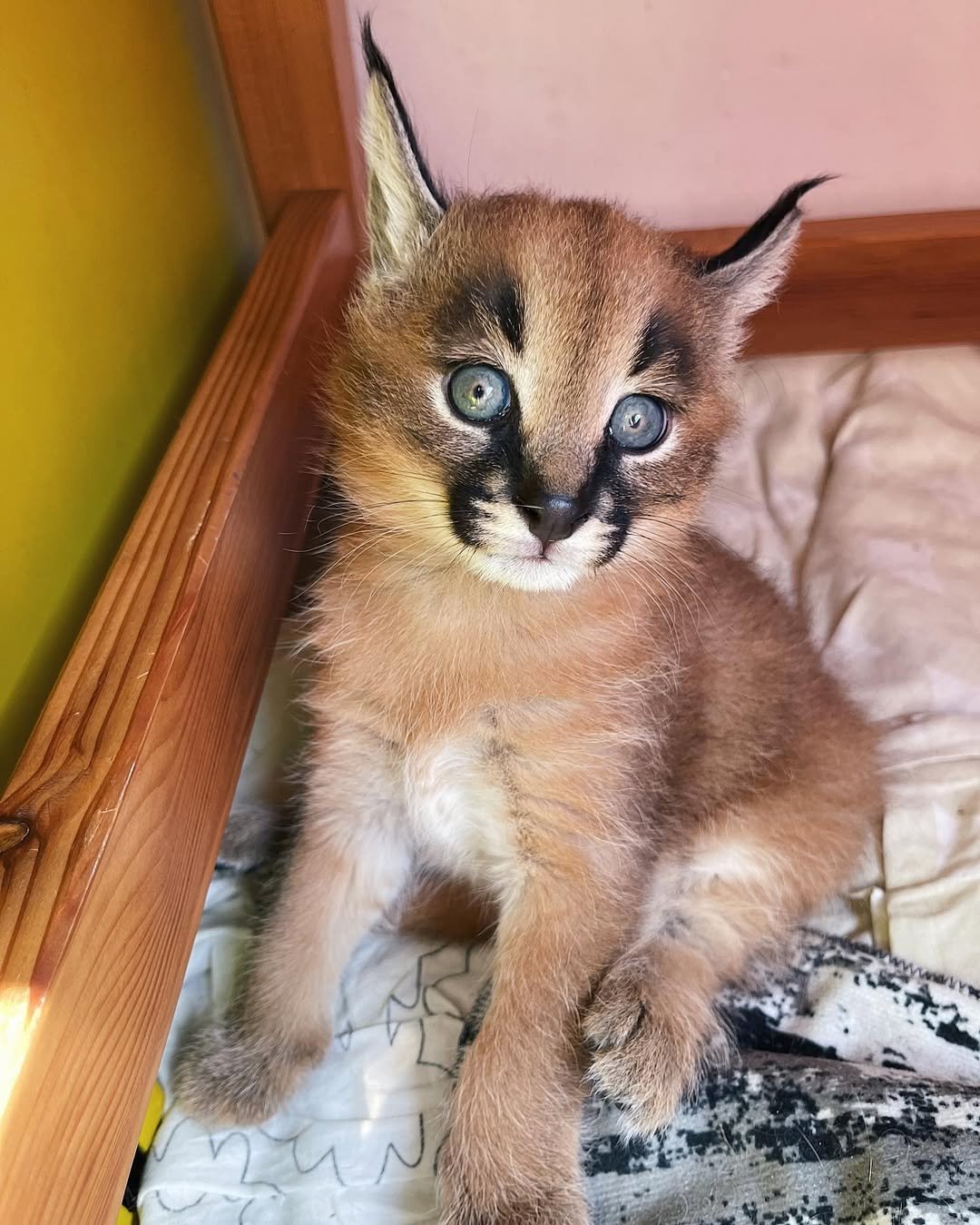 Leo - Male Caracal kitten