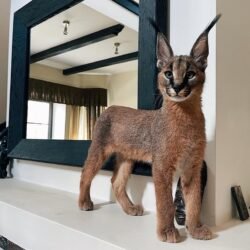 Dallas - Female Caracal