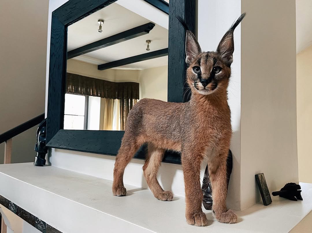 Dallas - Female Caracal