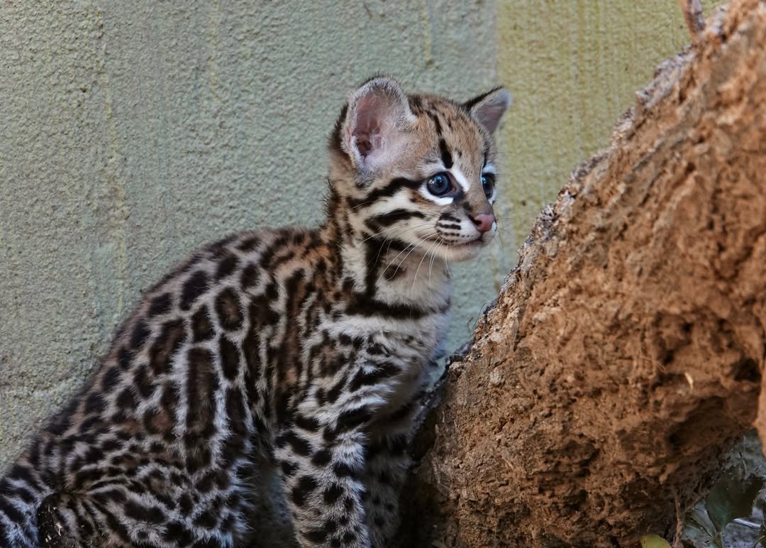 Teddy - Male Ocelot kitten