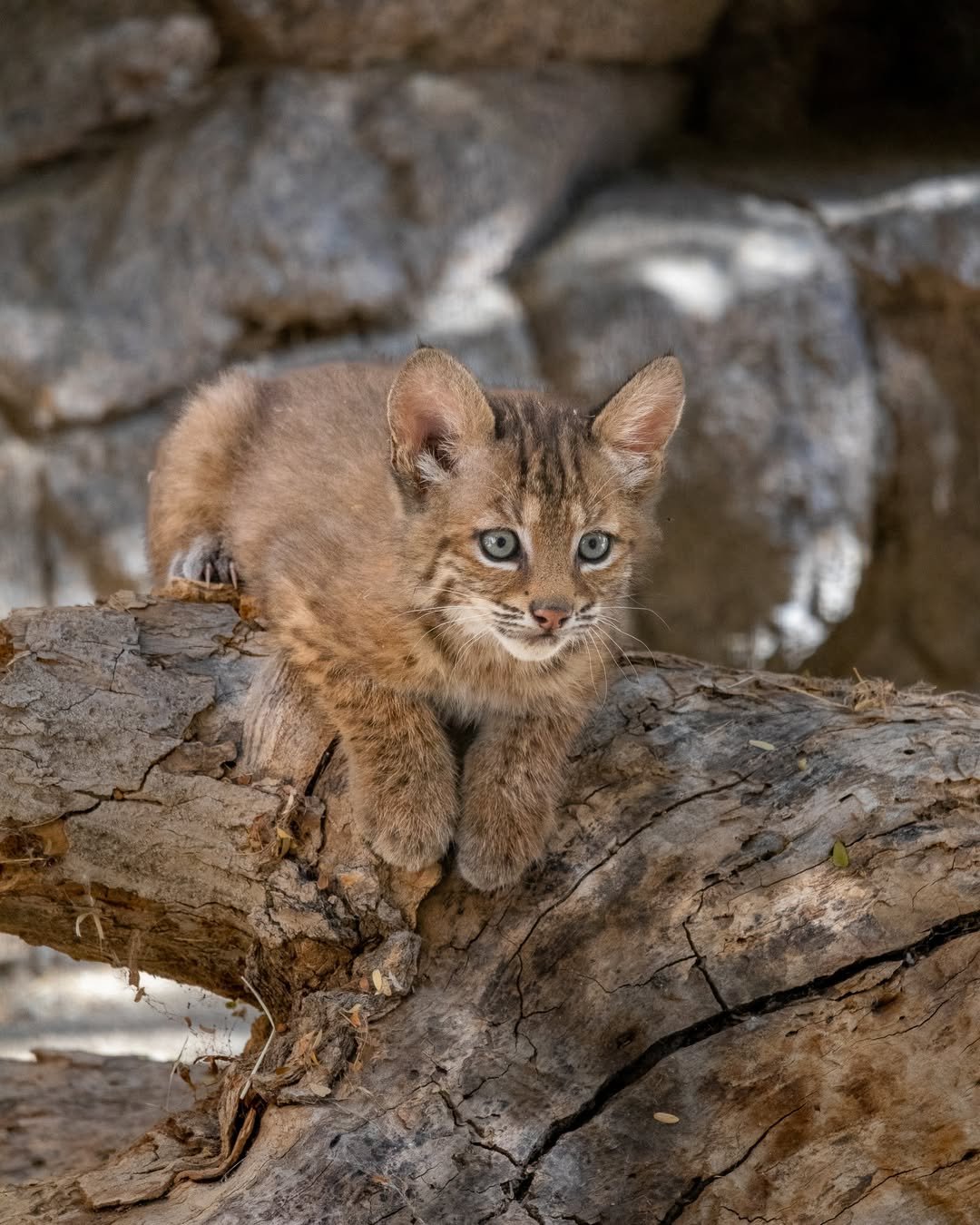 Grace - Female Bobcat