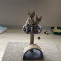 Two serval boys for adoption