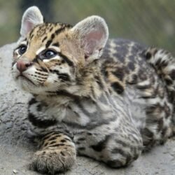 Target - Male Ocelot